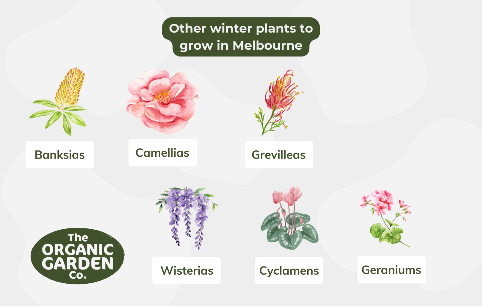 Other winter plants to grow in Melbourne