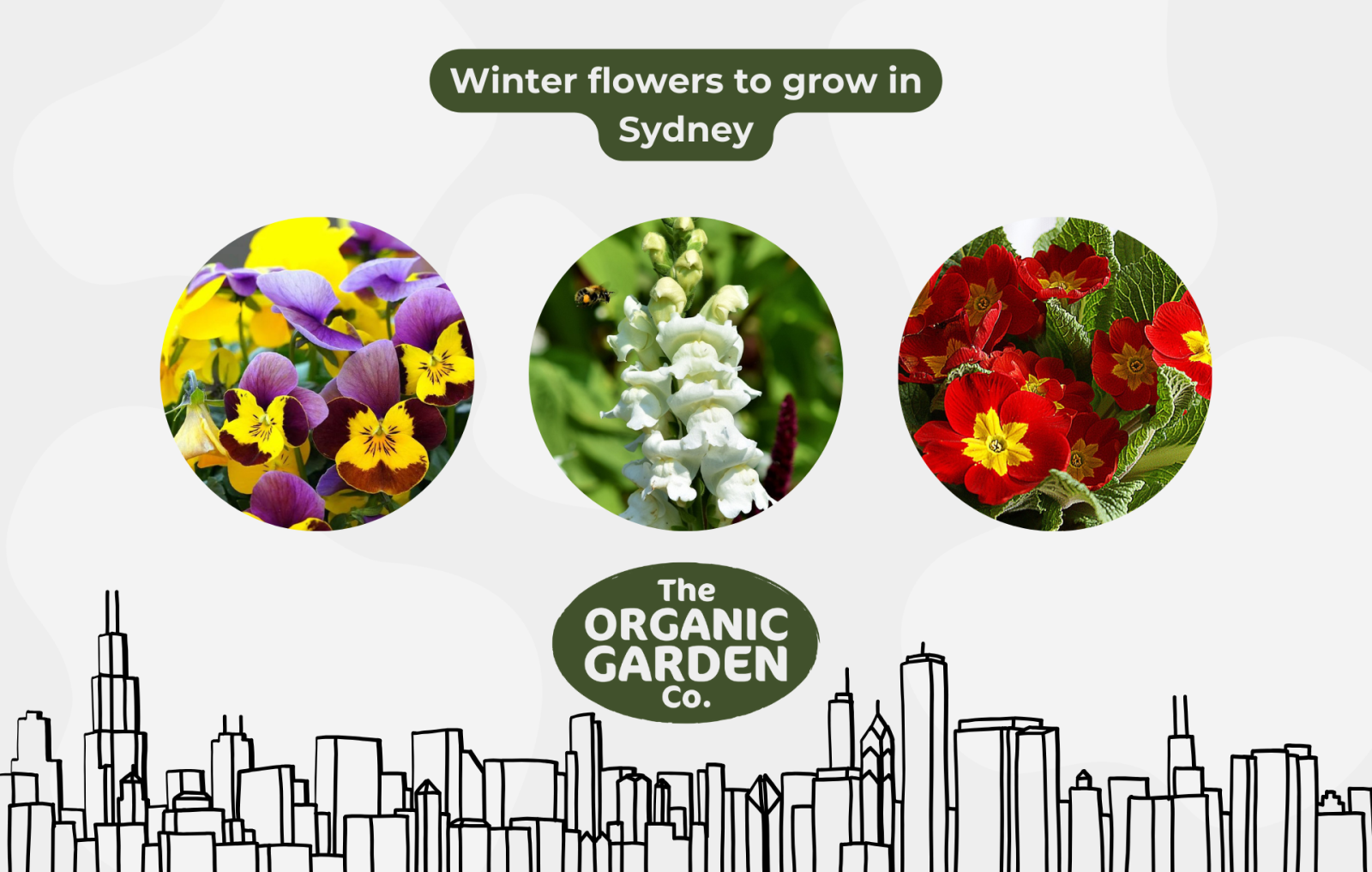 winter flowers in Sydney