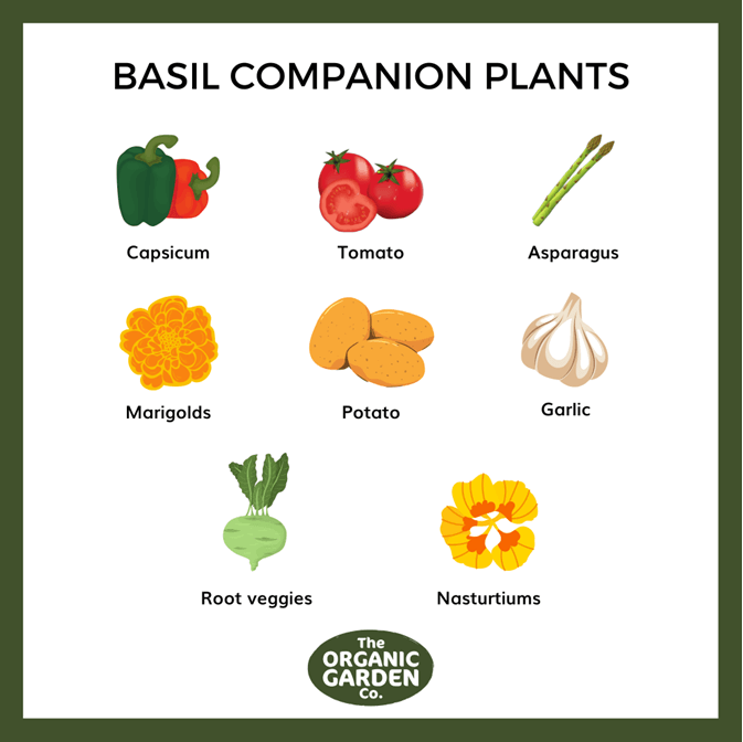 Image of Basil companion plant