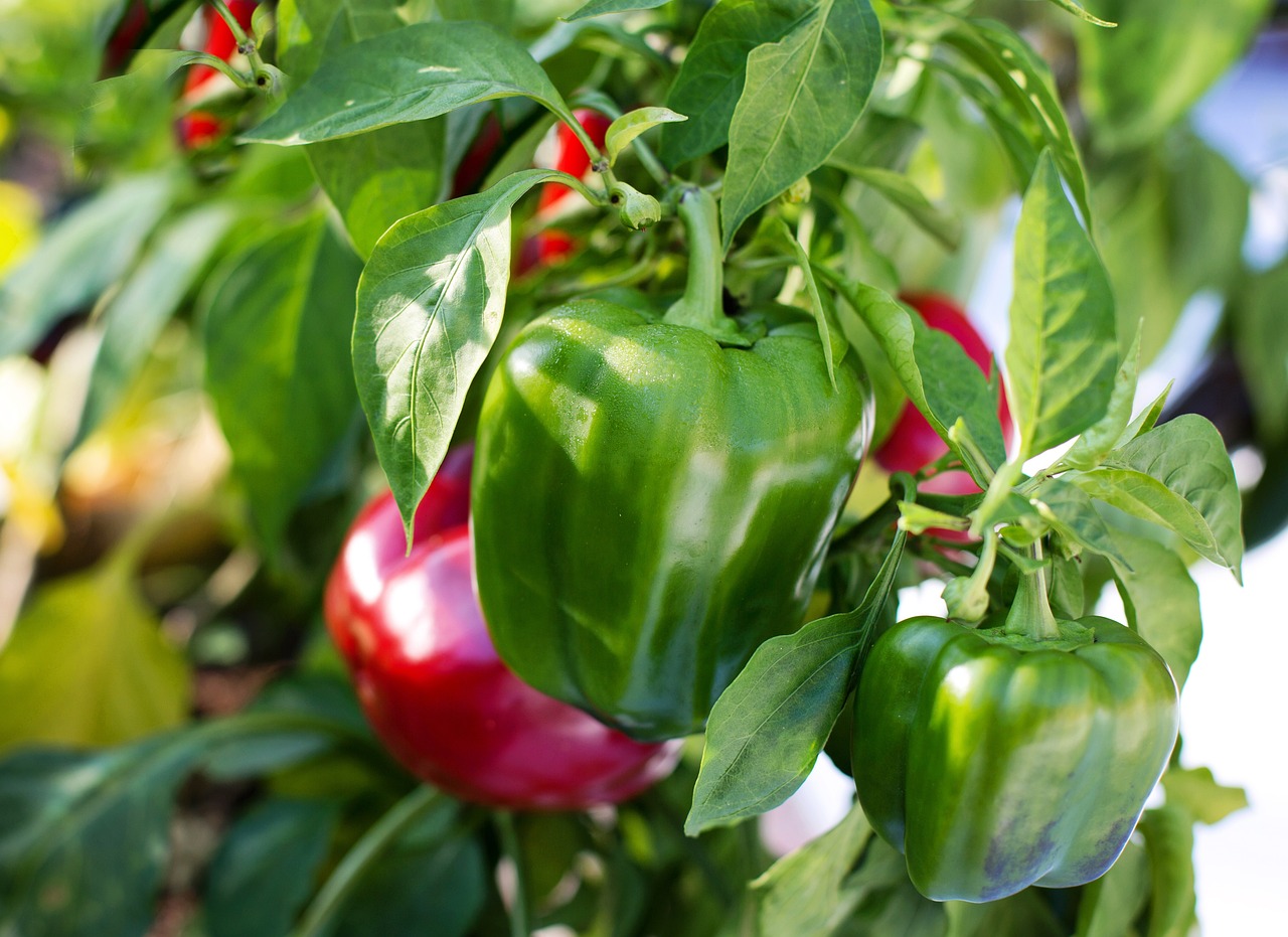 capsicums growing on a tree