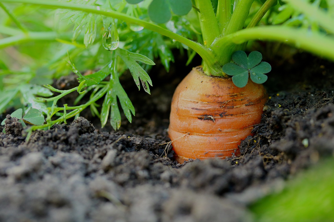 carrots in soil