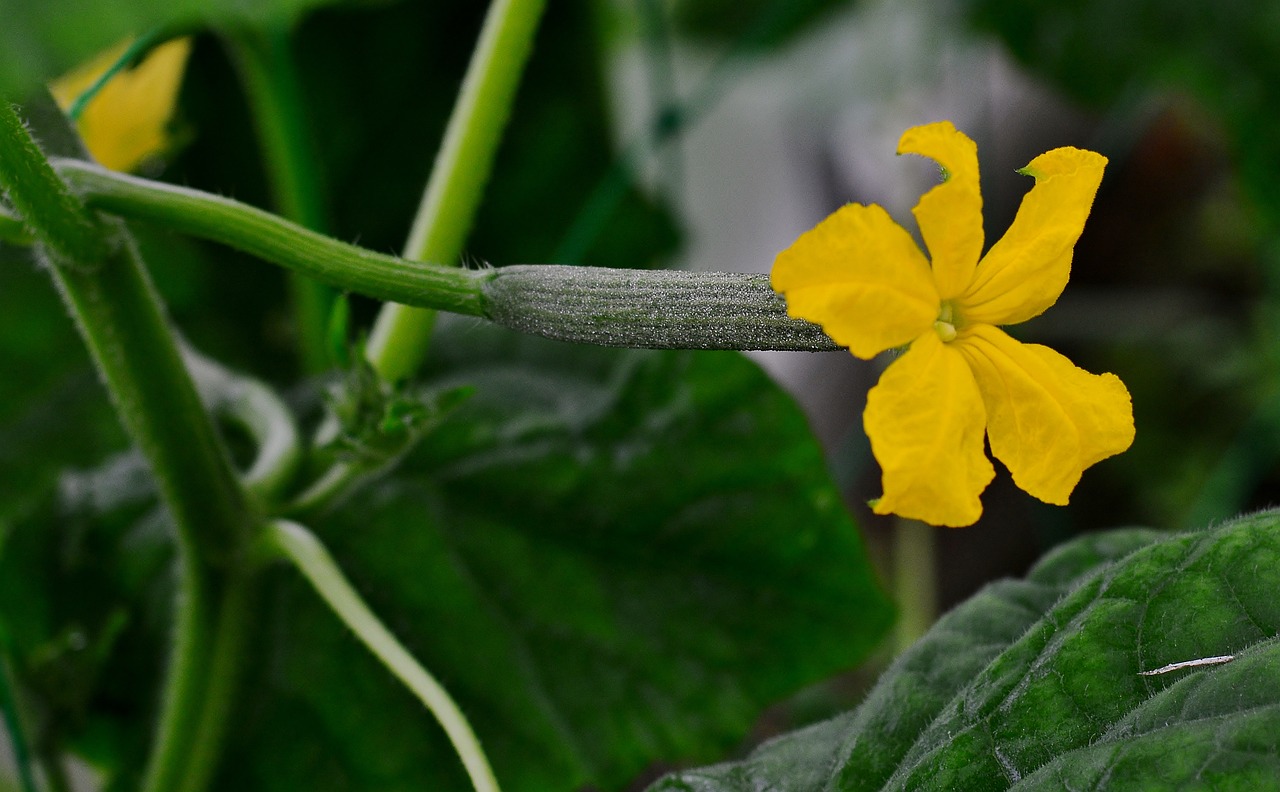 growing cucumbers