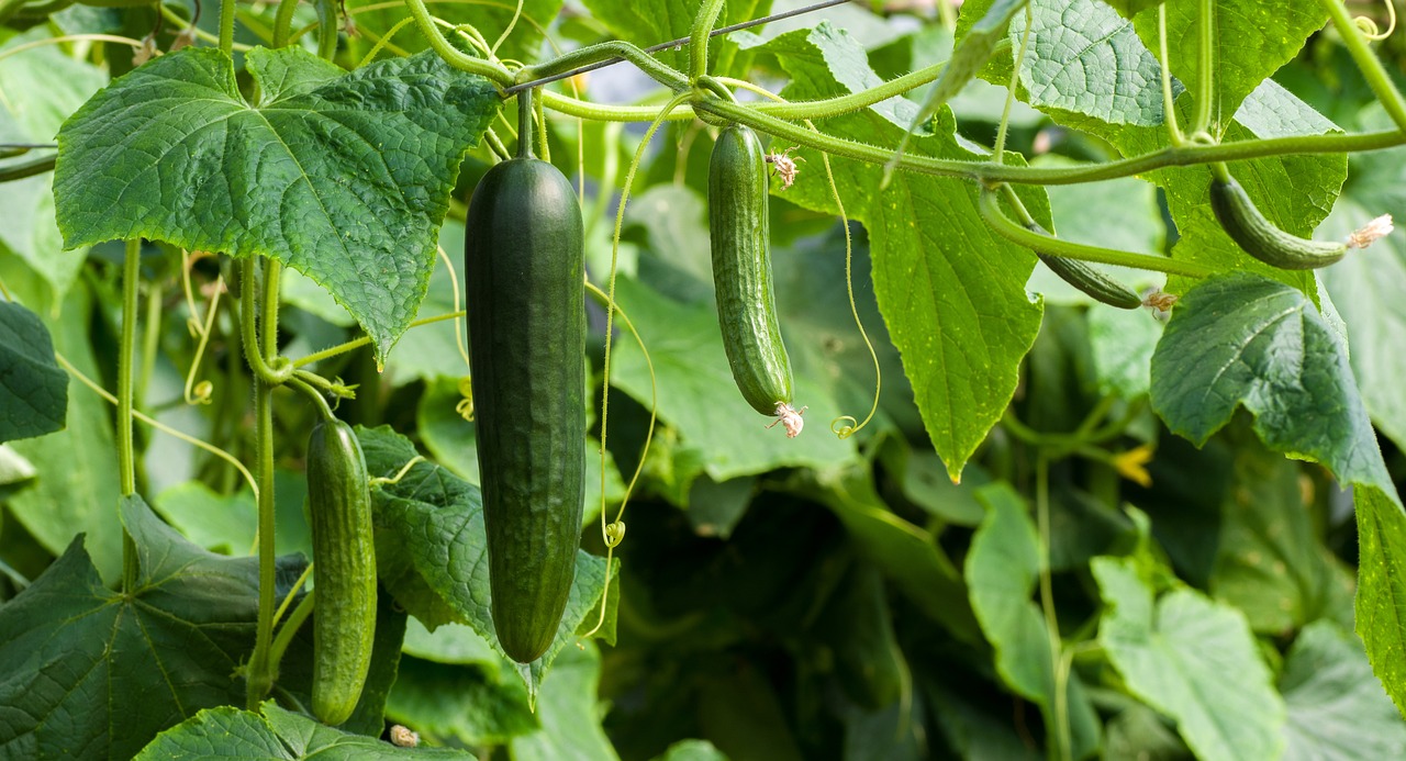 growing cucumber