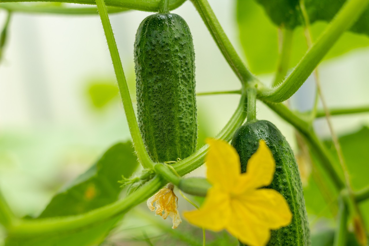 growing cucumbers