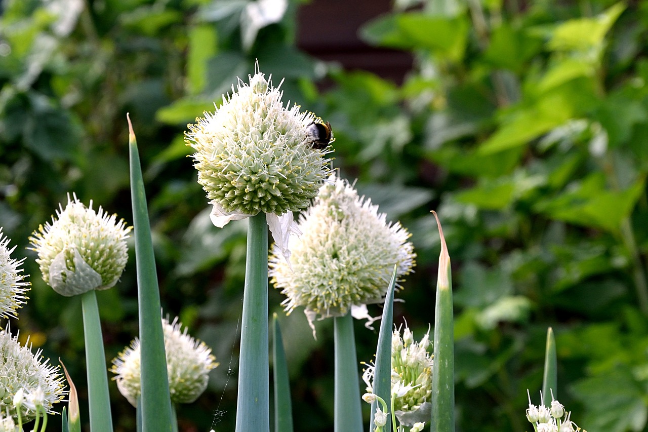 spring onions blossoming