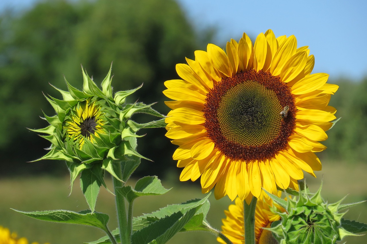 sunflowers