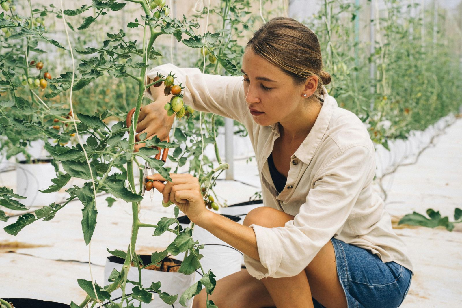 woman pruning a tomato plants